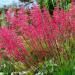 Heuchera Firefly Flowers