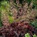 Heuchera Melting Fire Seed