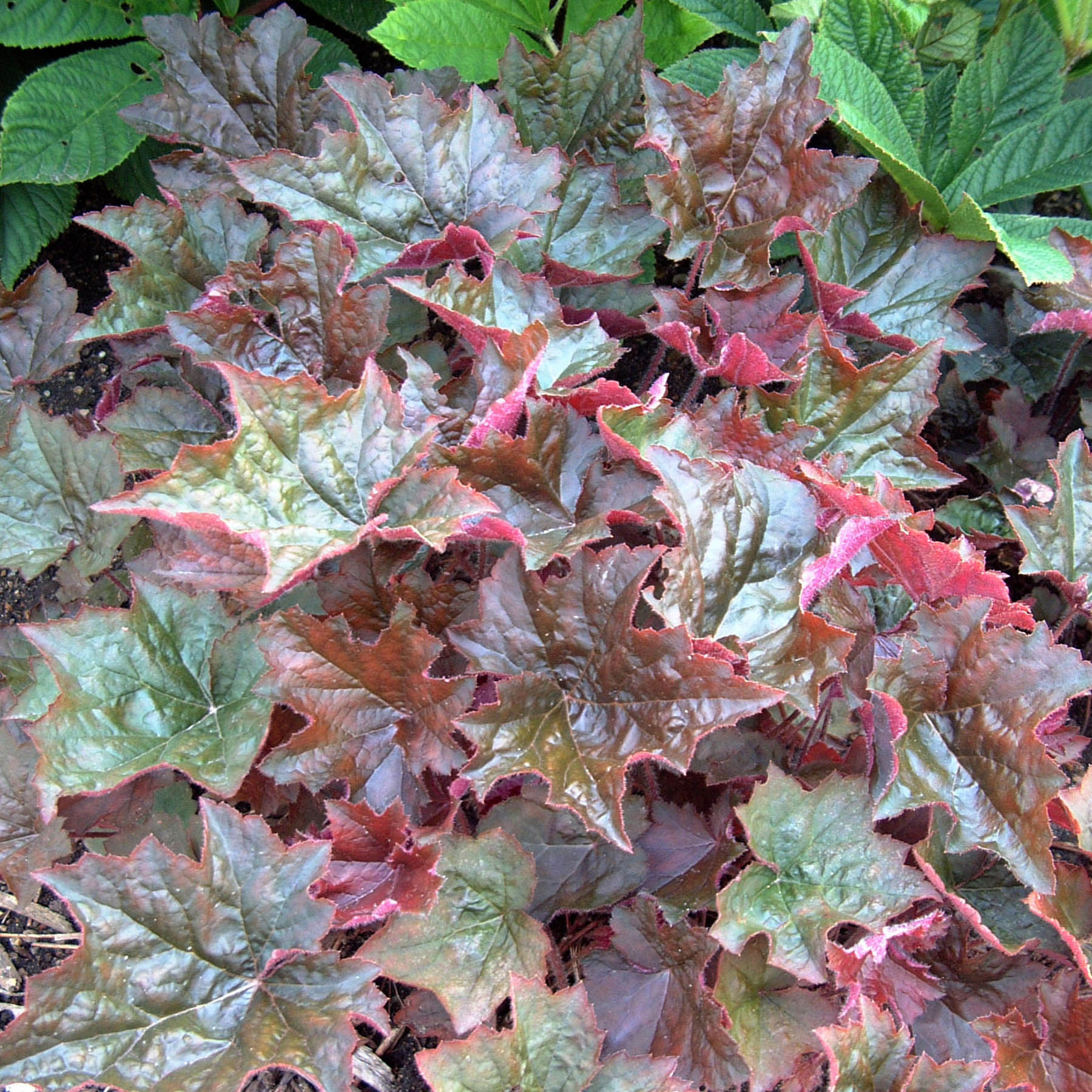 Heuchera Palace Purple Plant