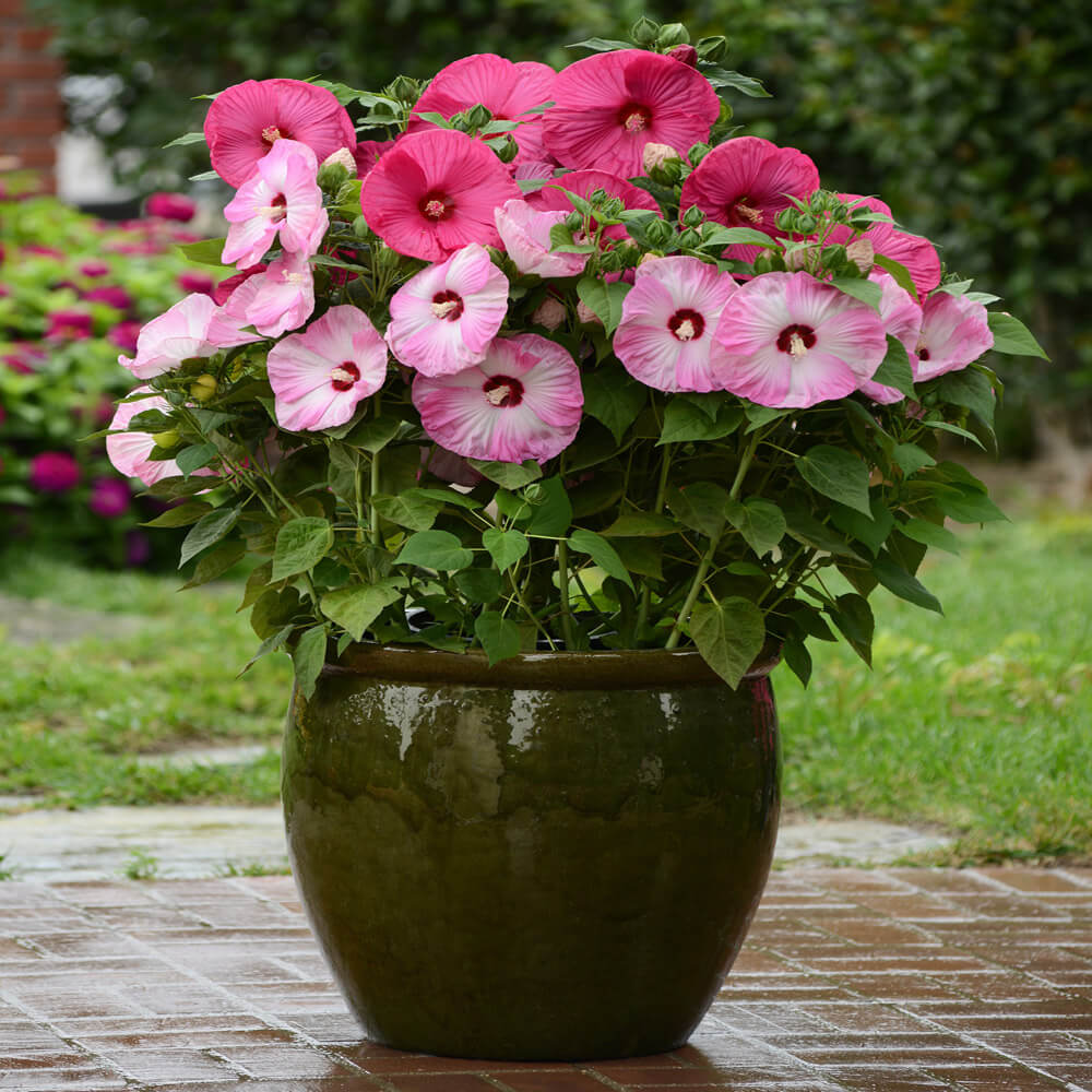 Hibiscus Luna Rose Flower Seeds