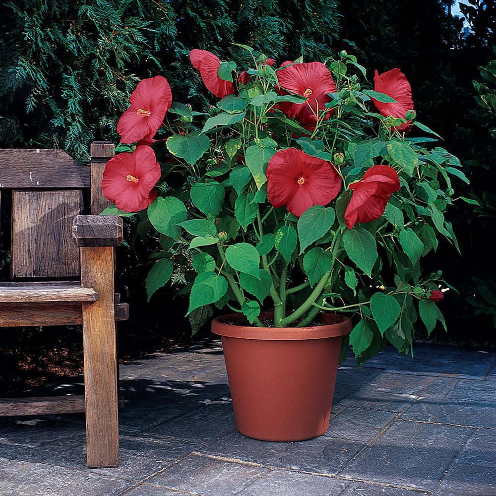 Hibiscus Seed Luna Red Hardy Hibiscus Flower Seeds