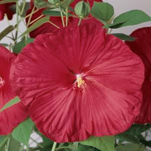 thumbnail image 2 of Luna Red Hardy Hibiscus Seeds - 25 Pre-Stratified Seeds - Free Shipping 2 of 2