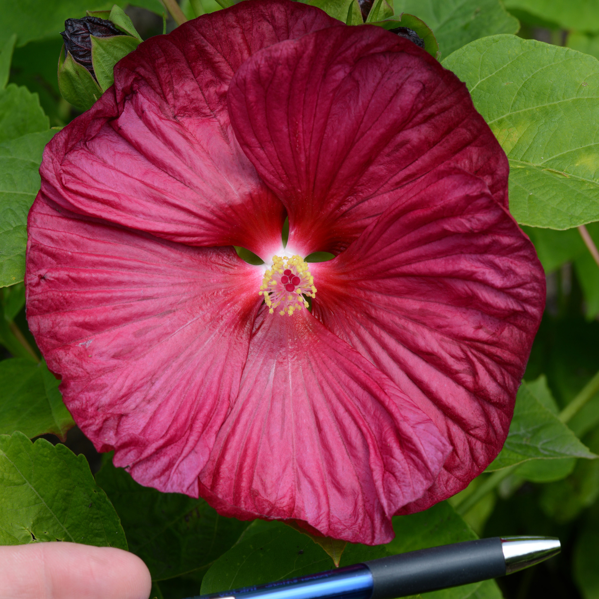 Large Hibiscus Rose Flowers