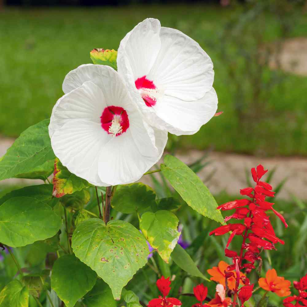 2500 Hardy Hibiscus Seeds Luna White Perennial Rose Mallow    