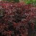 Hibiscus Mahogany Red Foliage