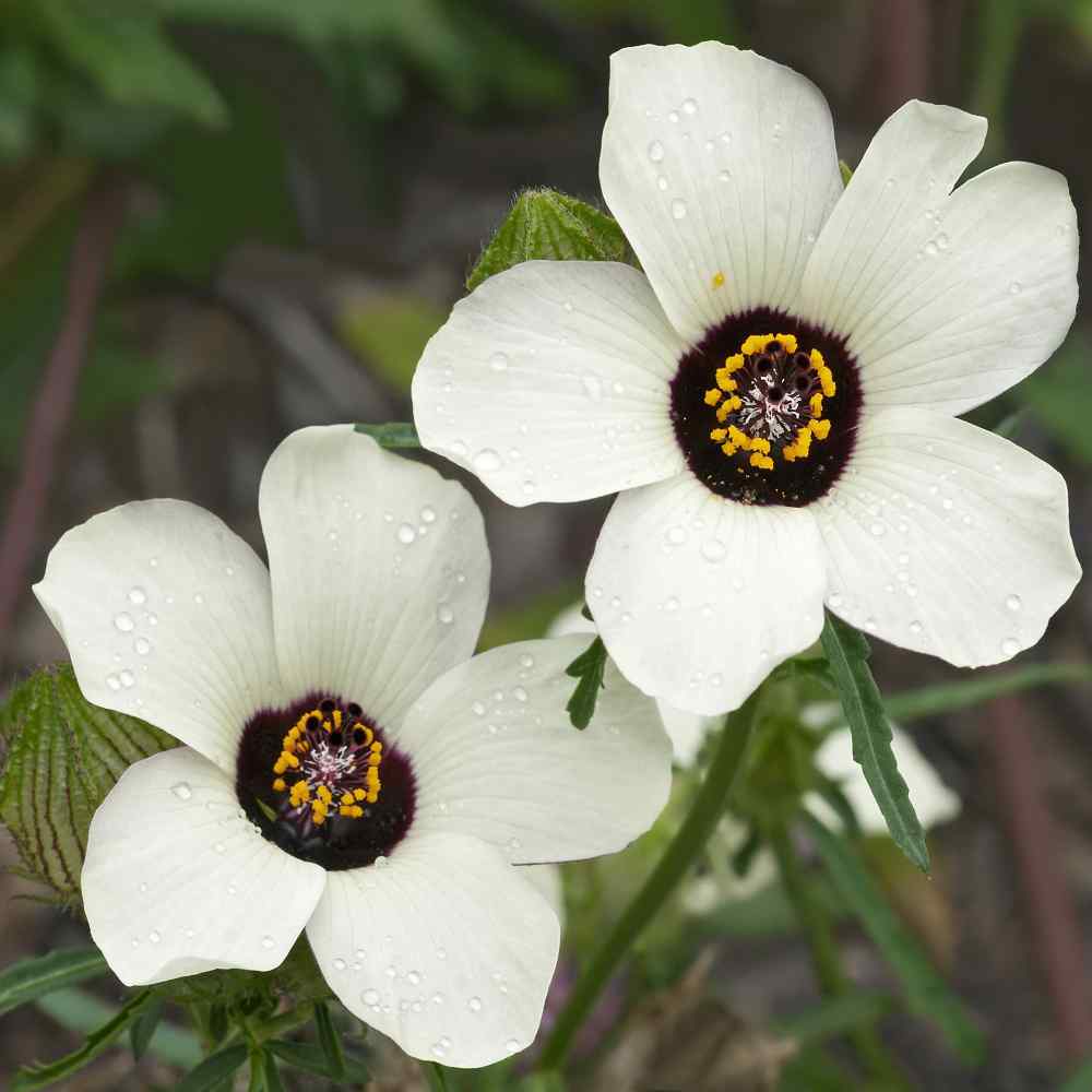 Hibiscus Simply Love