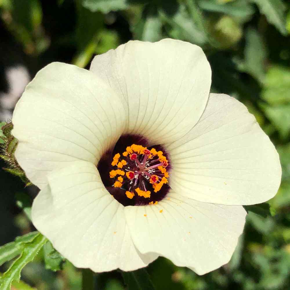 Hibiscus Trionum Flowers