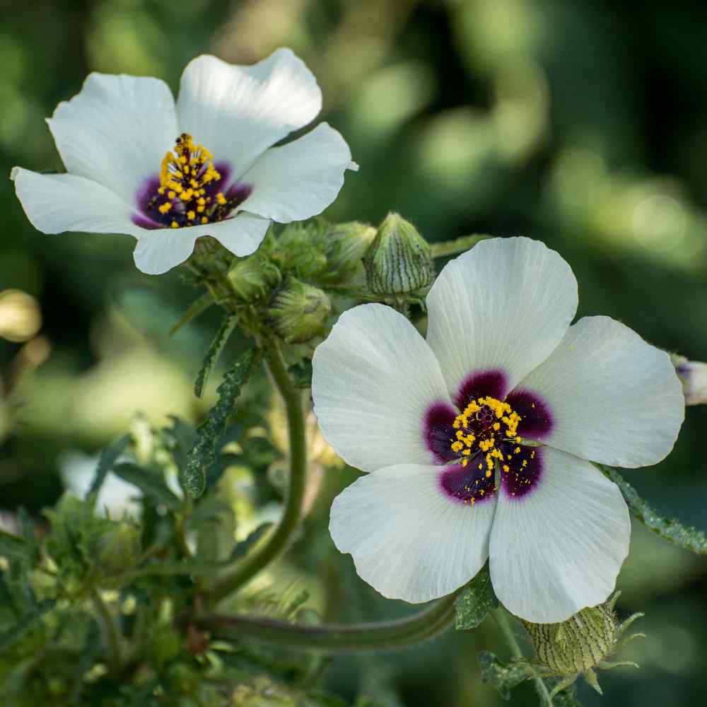 Hibiscus Trionum Plants