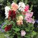 Alcea Rosea Spring Celebrities Flower Seeds Mix