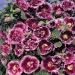 Hollyhock CrÃƒÂ¨me do Cassis Flower Seeds