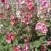 hollyhock flowers