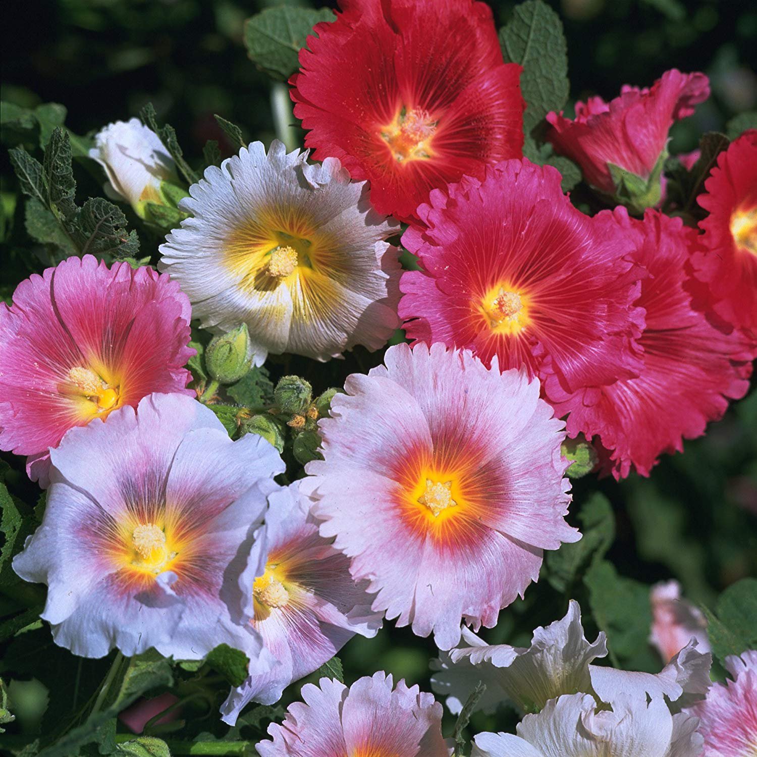 Details about   Hollyhock Mix Seed Plant Now! 4 for 3 Spring Special 