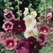 Alcea Rosea Hollyhock Flowers