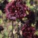 Hollyhock Double Maroon Flower Seeds