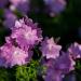 Malva Hollyhock Flower Seed