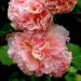 Hollyhock Salmon Pink Flower Seeds