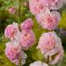Alcea Rosea Salmon Pink Flower Seeds