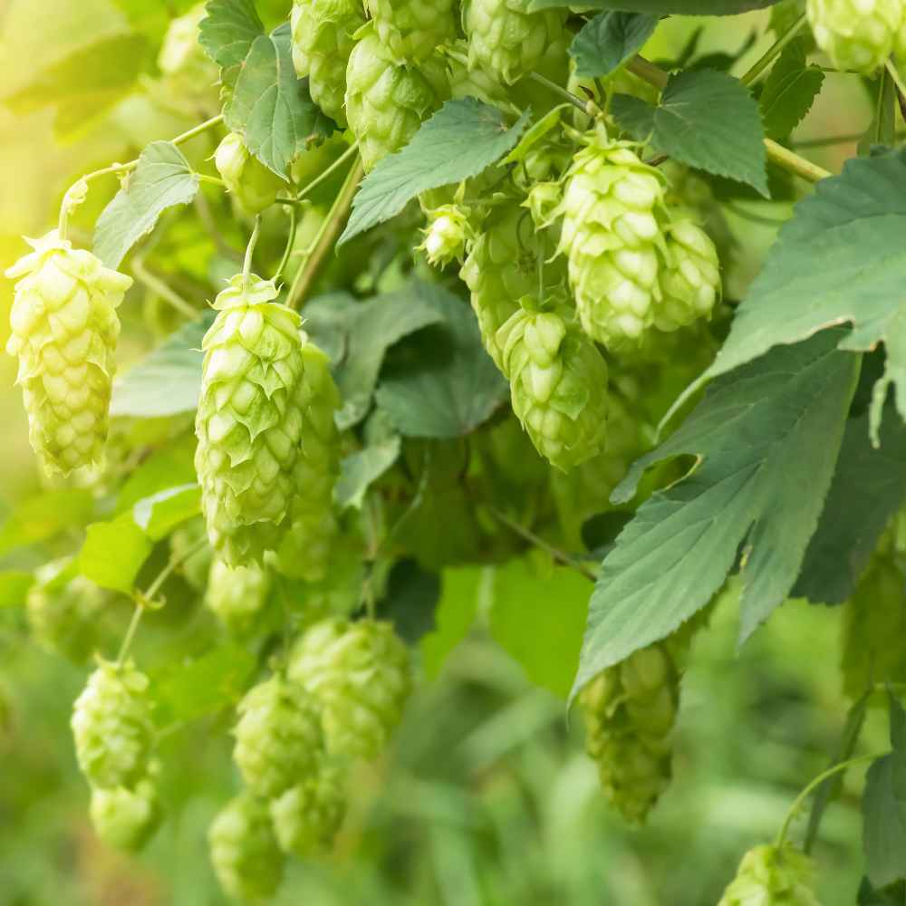 Humullus Lupulus Hops Flower Seeds Humullus Lupulus Hops Flower Seeds