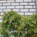 Hops Growing On Wall