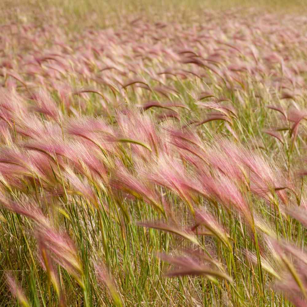 Ornamental Grass Seed Hordeum Foxtail Grass Seeds