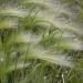 Hordeum Ornamental Grass