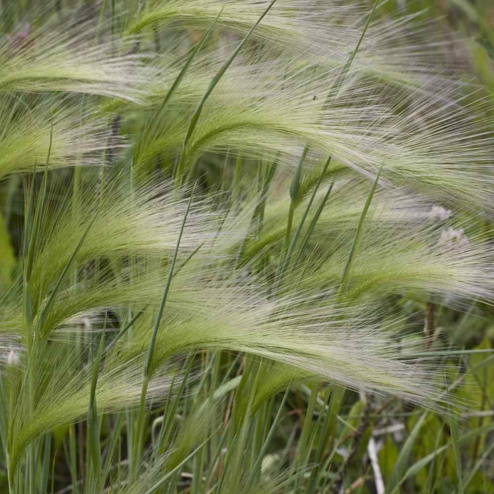 Hordeum Jubatum Seeds