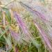 Hordeum Plant