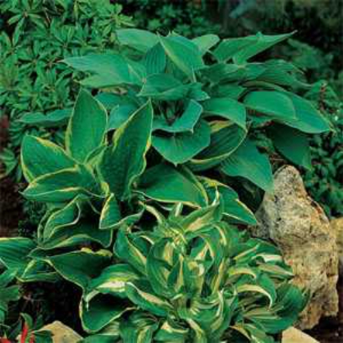 Give Hvornår social Hosta Seeds - Hosta Elegans American Mix Flower Seed