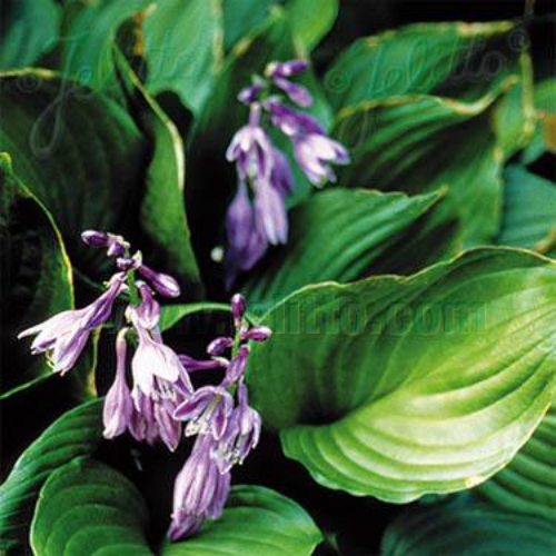 Hosta Seed