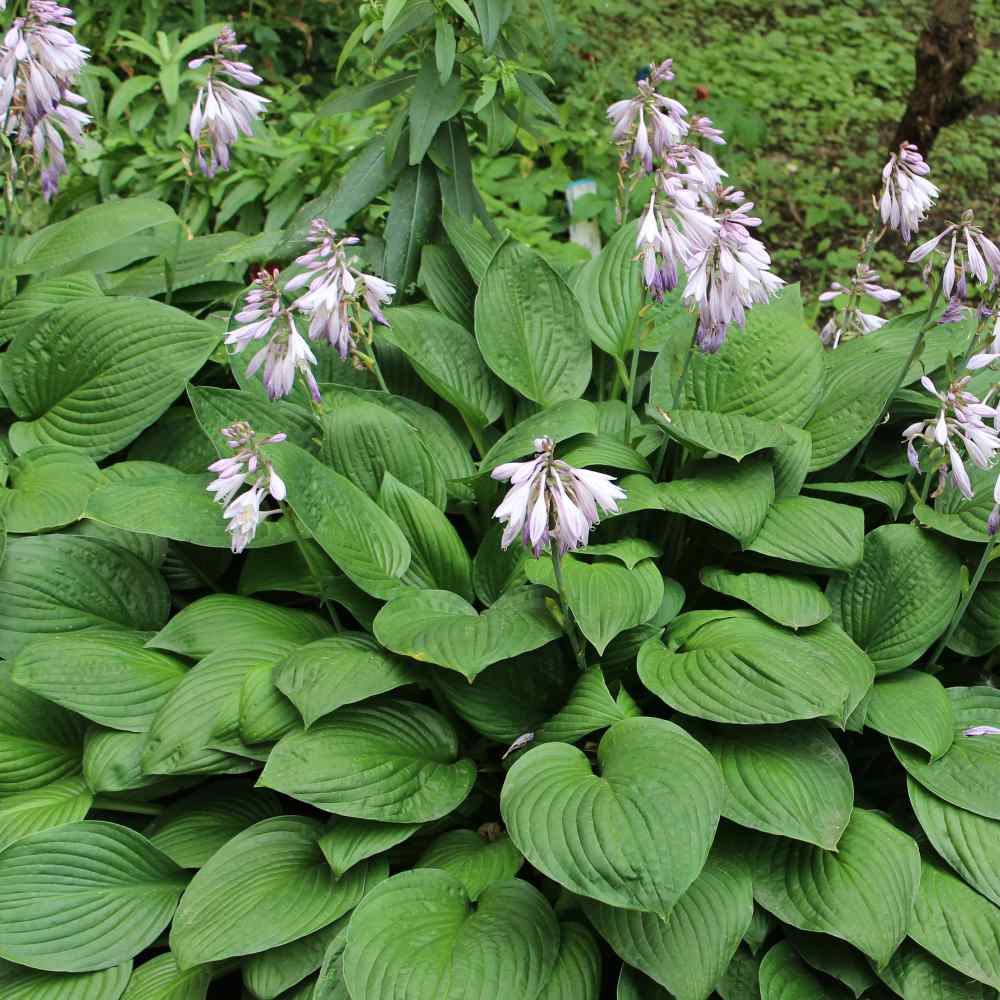 hosta