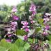 Hyacinth Bean Vine