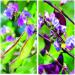 Hyacinth Bean Vine Seed Mix