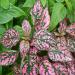 Hypoestes Sanguinolenta Pink House Plant