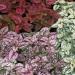 Hypoestes Splash Seeds Mix For Planting - Polka Dot Plant