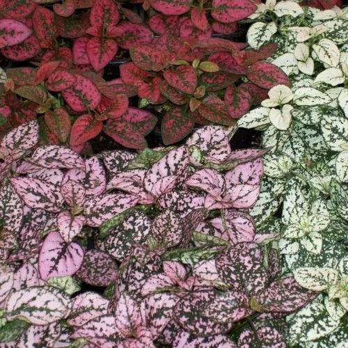 Hypoestes Splash Seeds Mix - Polka Dot Plant