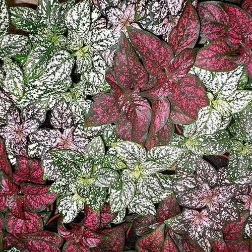 Hypoestes Splash Select Mix    500 Seeds 