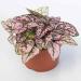 Hypoestes Pink Polka Dot Container Plant