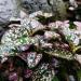 Hypoestes Sanguinolenta Pink