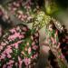 Perennial Hypoestes Sanguinolenta Pink