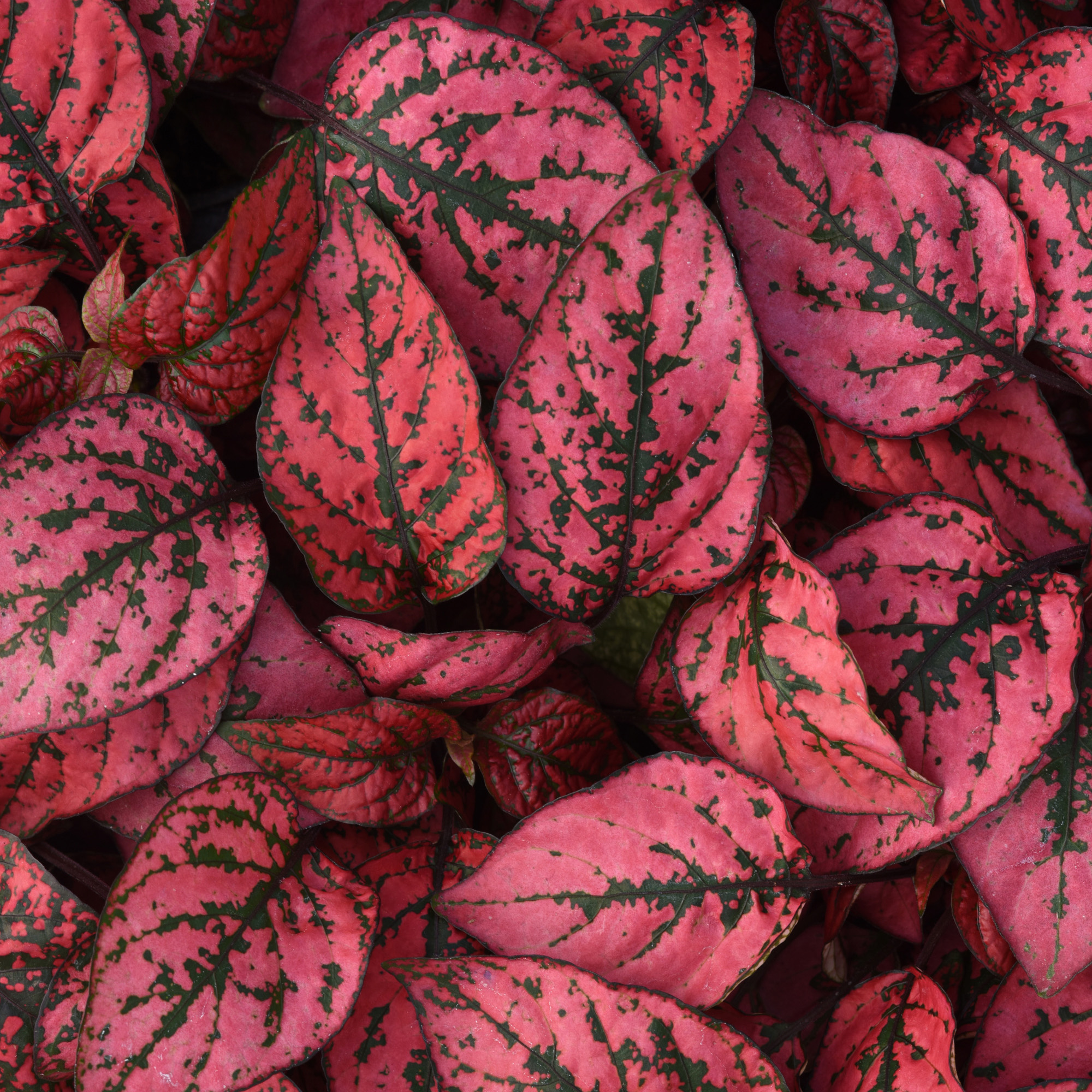 Hypoestes Splash Red Foliage