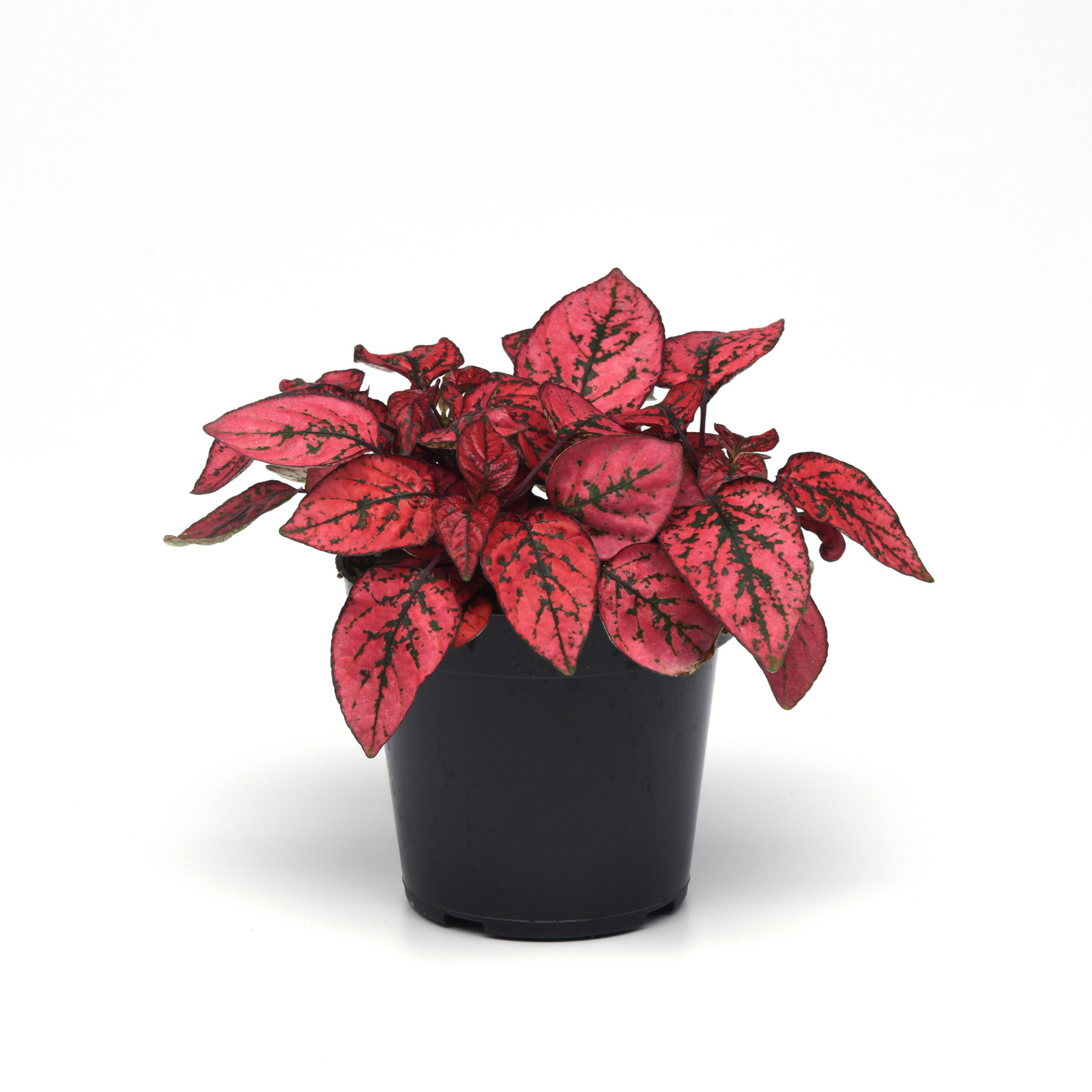 Hypoestes Splash Red Plants