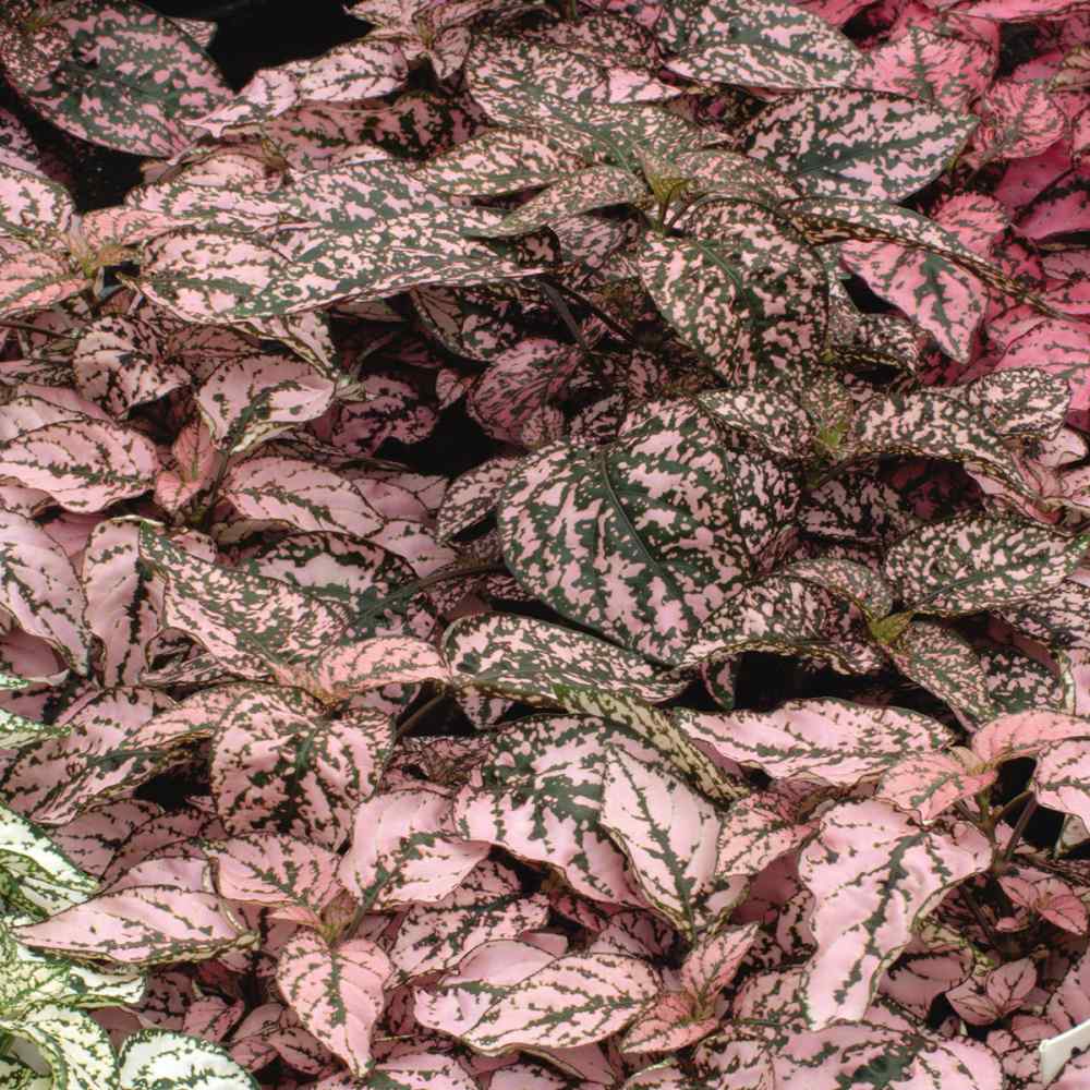 Hypoestes Pink Plants