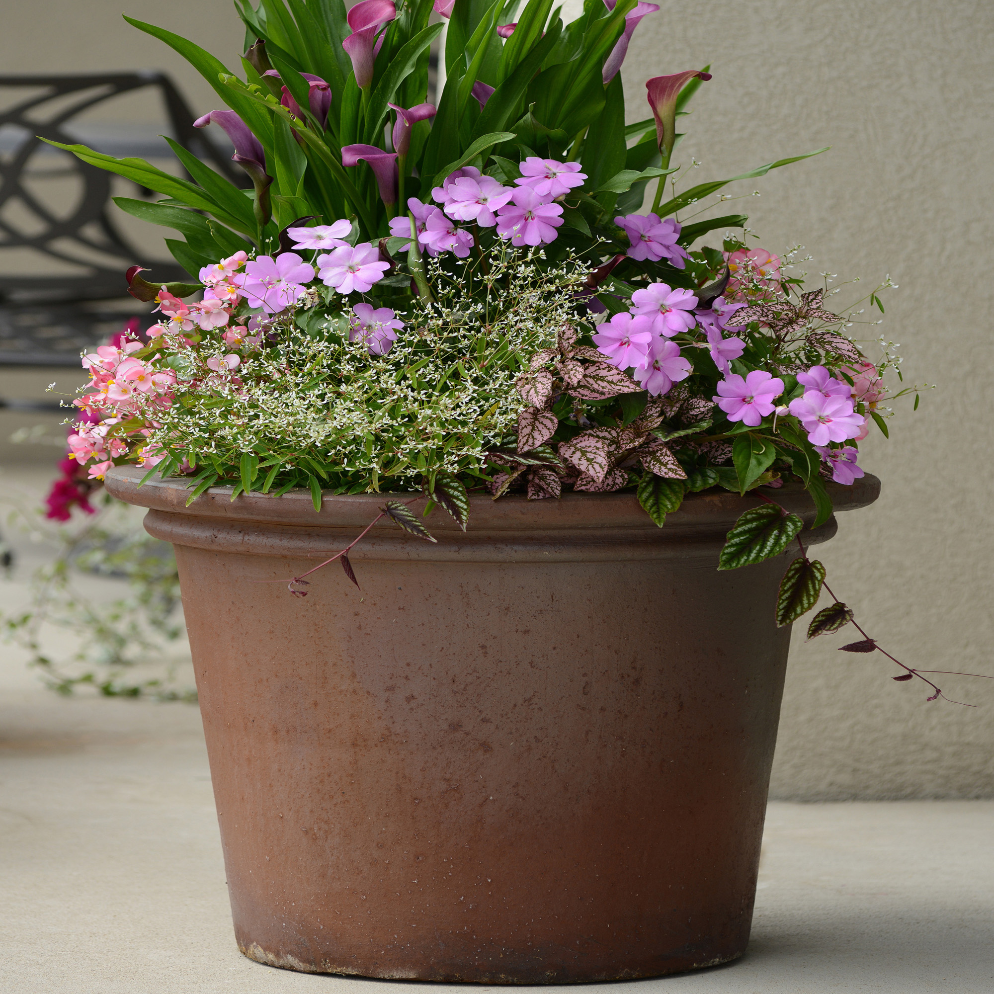 Hypoestes Seeds | Pink