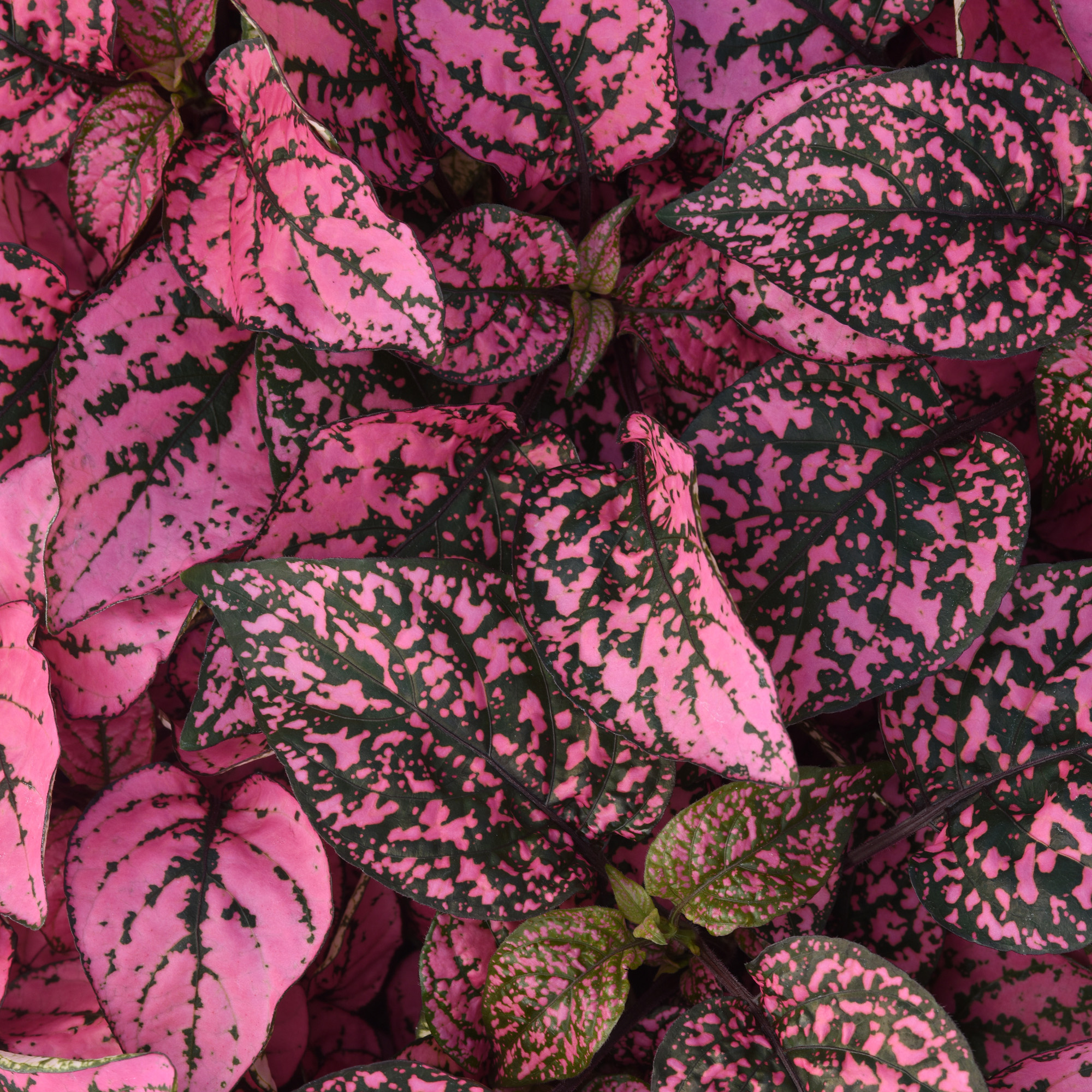 Hypoestes Splash Rose Plants