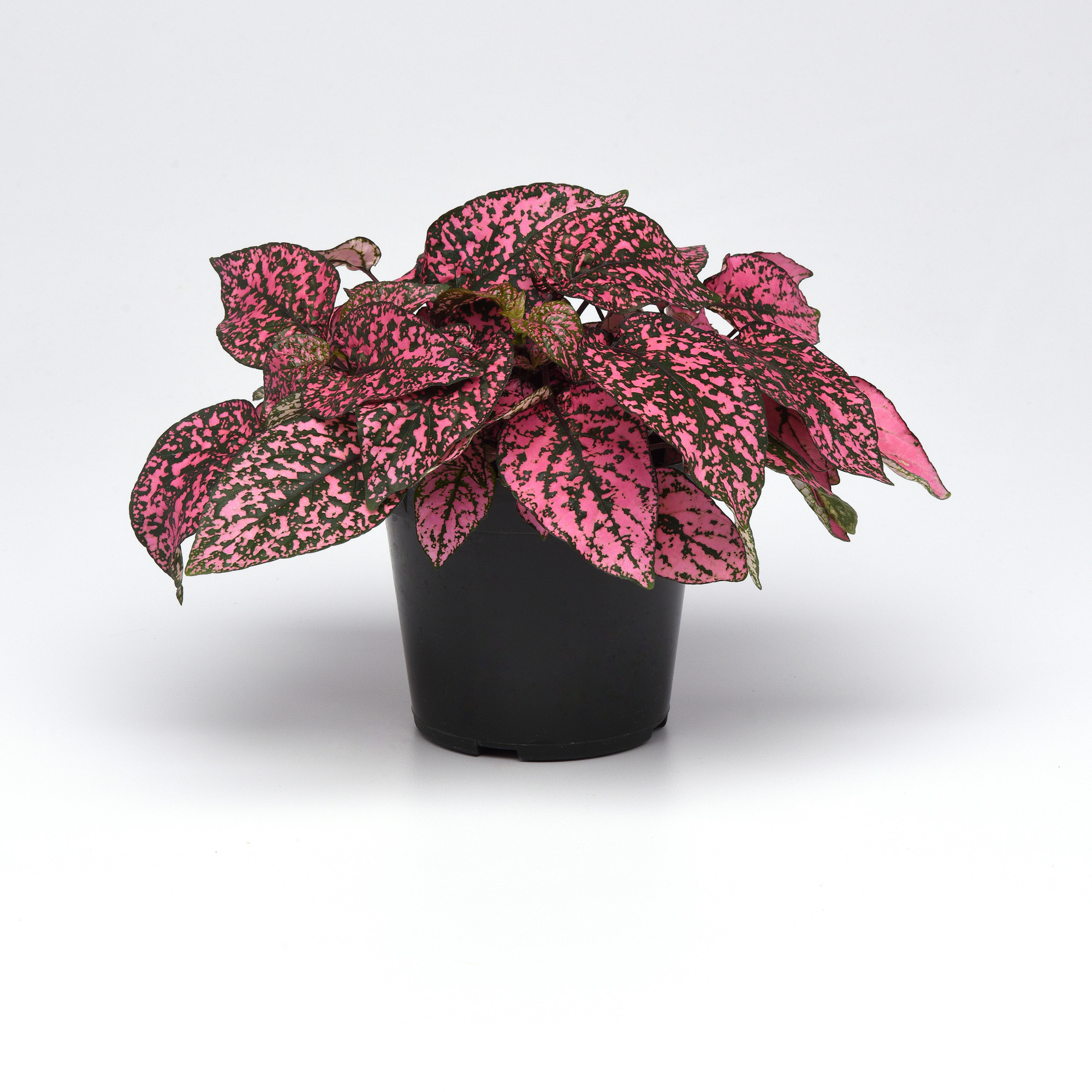 Hypoestes Splash Rose Foliage Plant