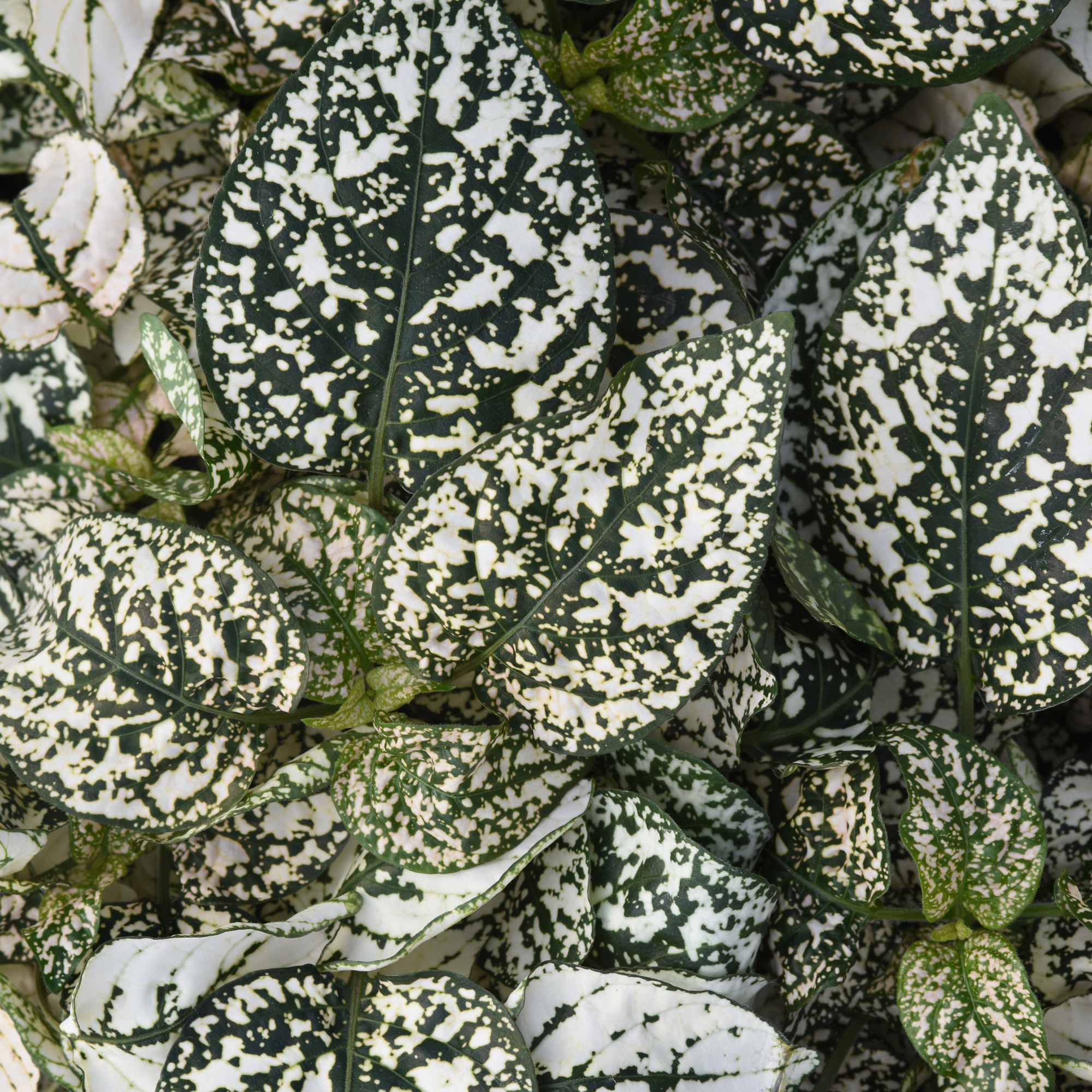 Hypoestes Splash White