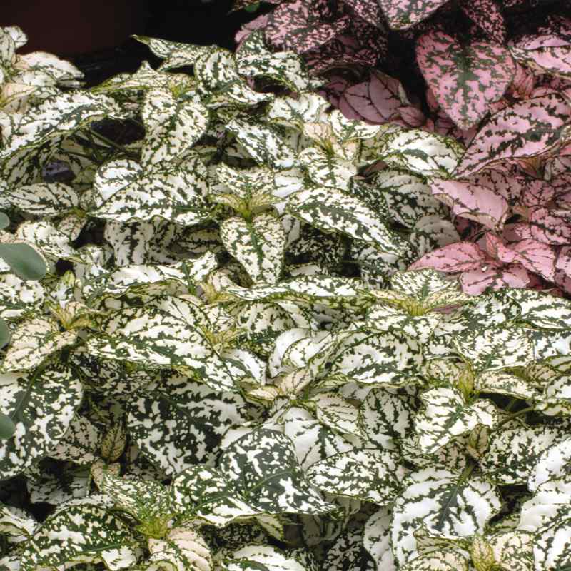 Hypoestes Splash White Plants