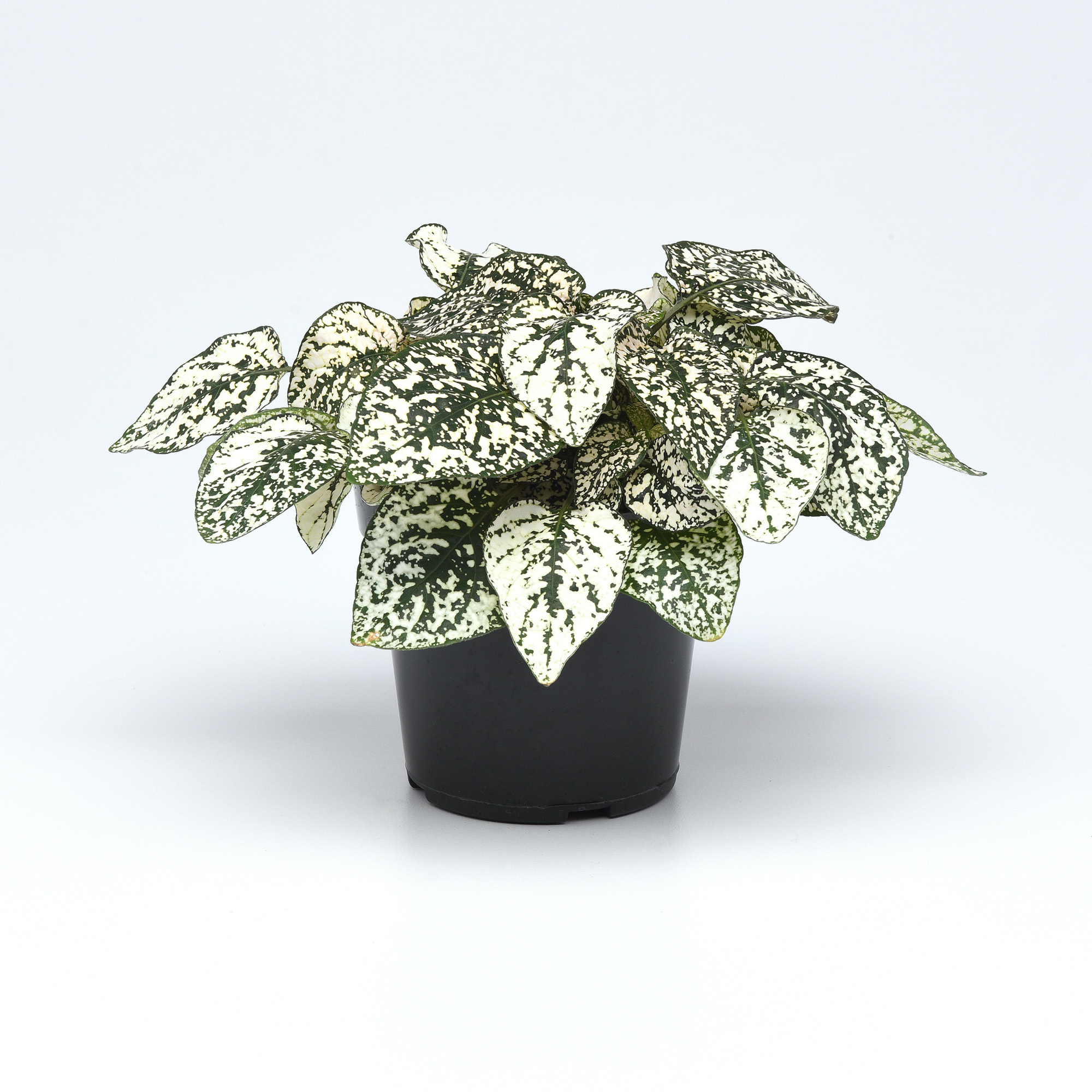 Hypoestes Splash White Foliage Plant