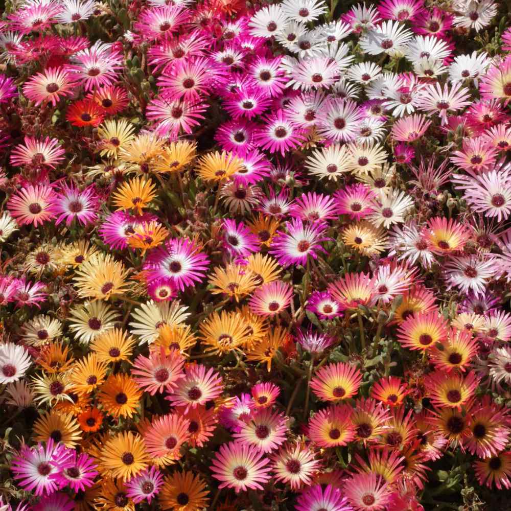 100 Seeds Ice Plant BOGO 50% off SALE Mixed colors Livingston Daisy 