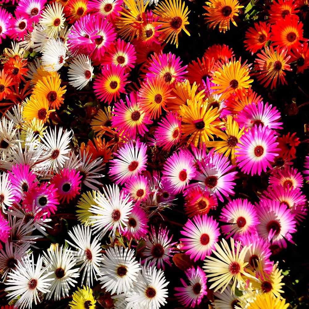 Ice Plant Mix